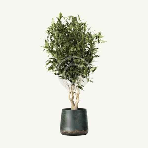 Eucalyptus tree - Image 2