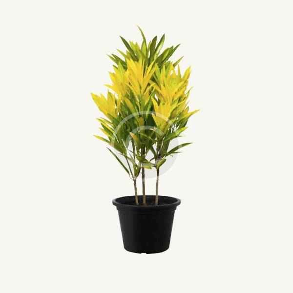 Variegated croton